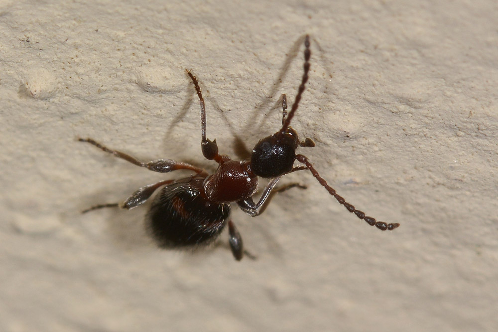 Anthicidae:  Anthelephila pedestris